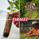 Mate tea Taragüi Citrus (Citricos del Litoral), 500g