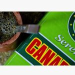 Mate tea CANARIAS Serena szármentes, 1000g