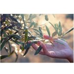 Comvita Olajfalevél préslé 200ml