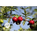 Mannavita Prémium Guarana italpor, 100g