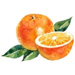 Natur Tanya® SZERVES C 500 – Kétféle C-vitamin és citrus bioflavonoidok gyomorkímélő  rágótablettában, finom narancs ízben 100 db 