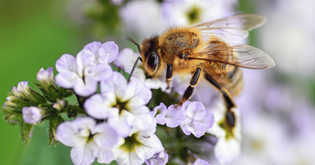 Nincs nélkülük élet! Május 20: A méhek világnapja